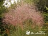 Miskantas kininis ,Rotfuchs' (lot.  Miscanthus sinensis)